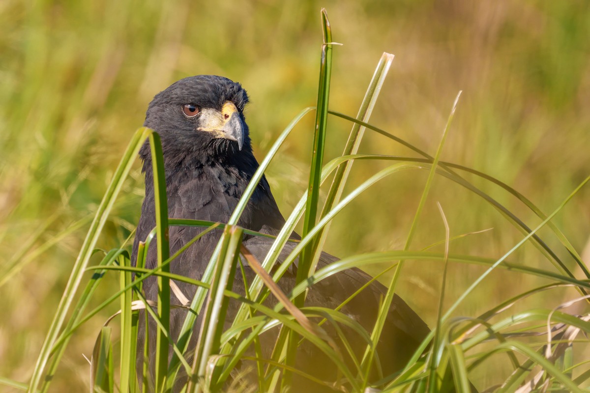 Great Black Hawk - ML571160361