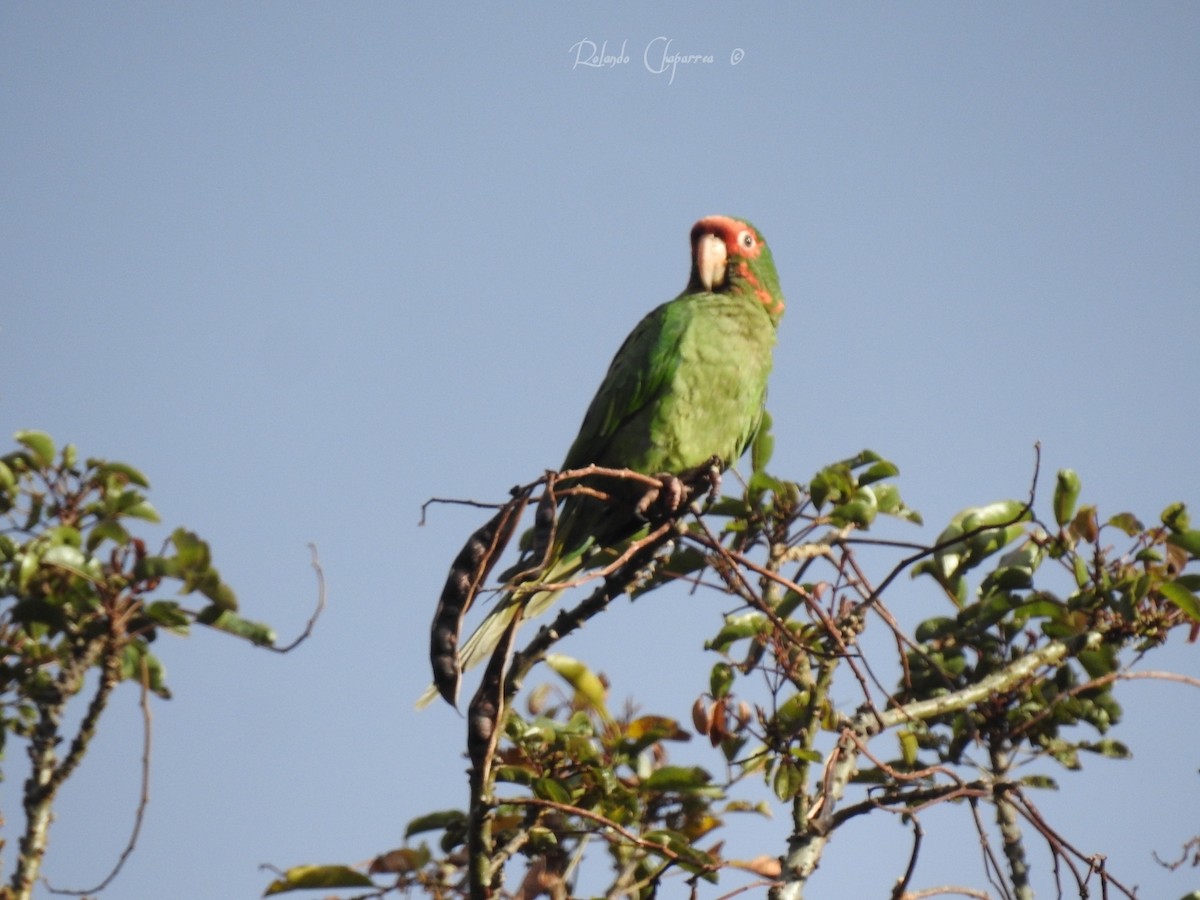 Mitred Parakeet - Rolando Chaparrea Cardenas