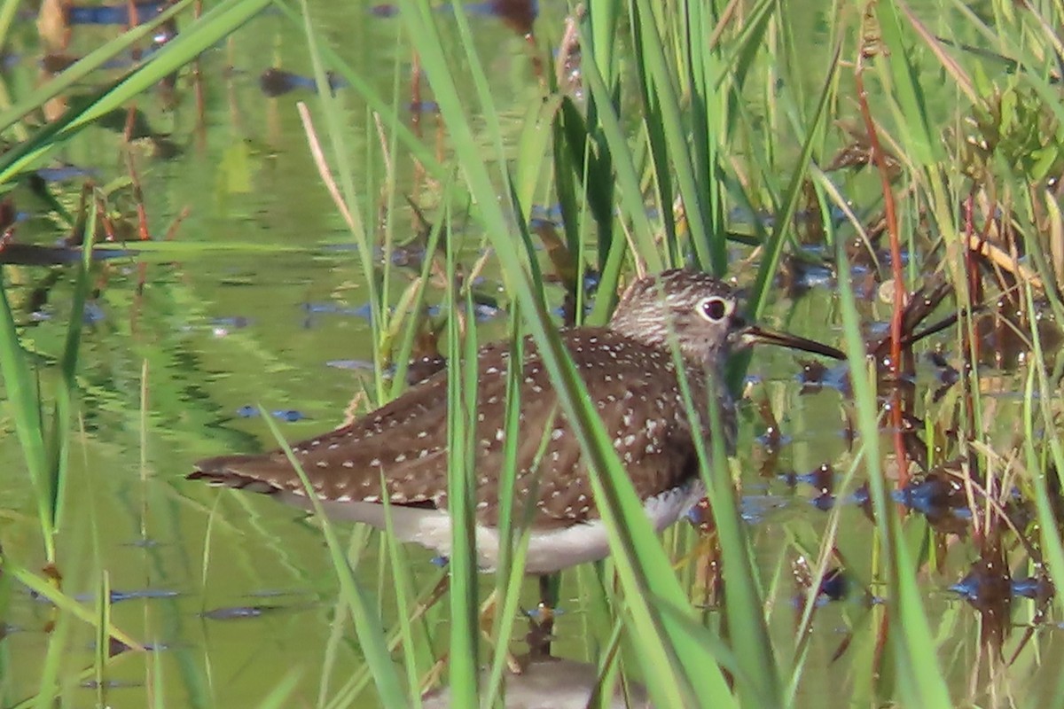 eremittsnipe - ML571161631