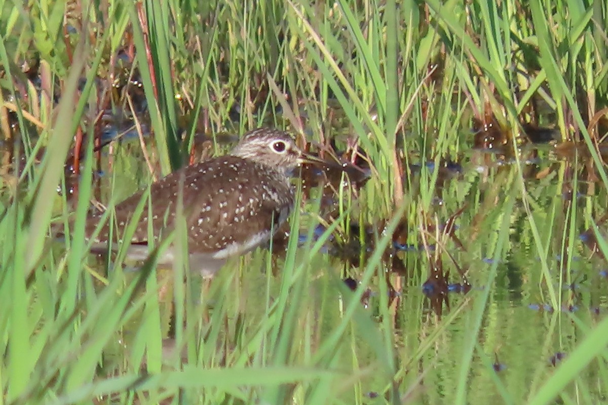 eremittsnipe - ML571161651