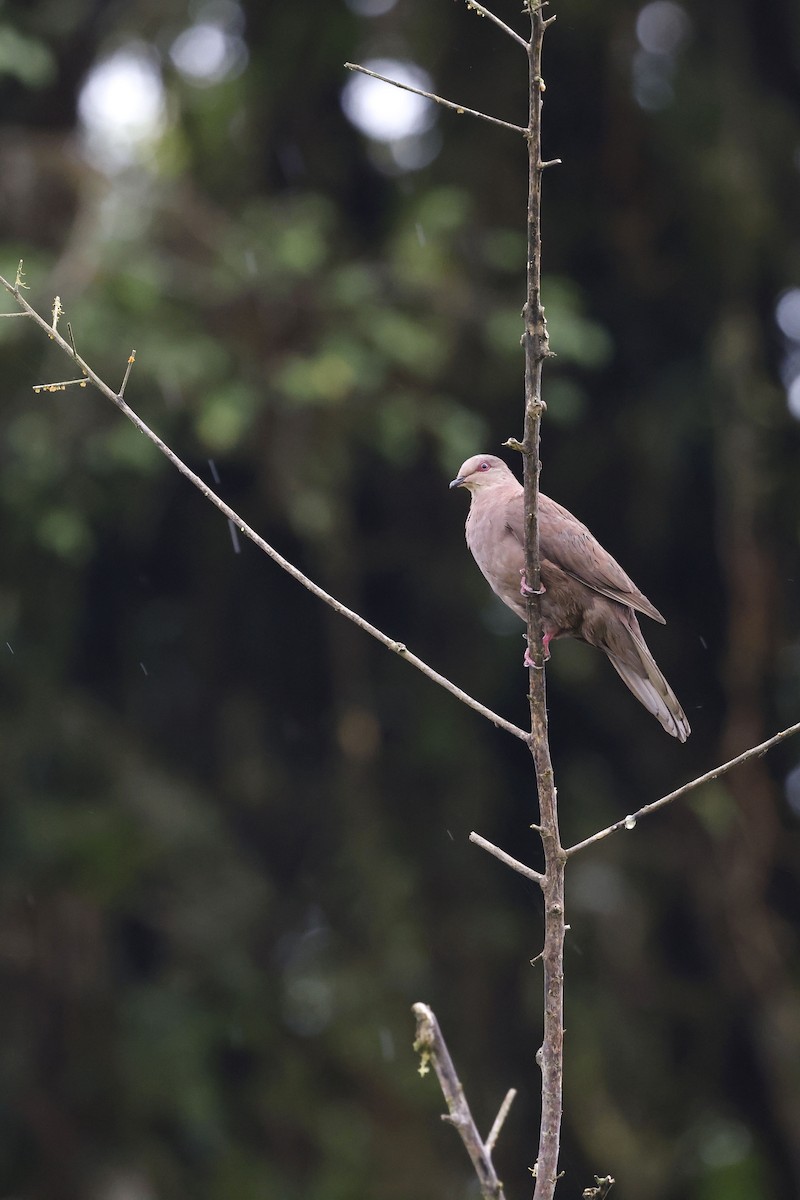 holub vínový (ssp. subvinacea/berlepschi) - ML571164091