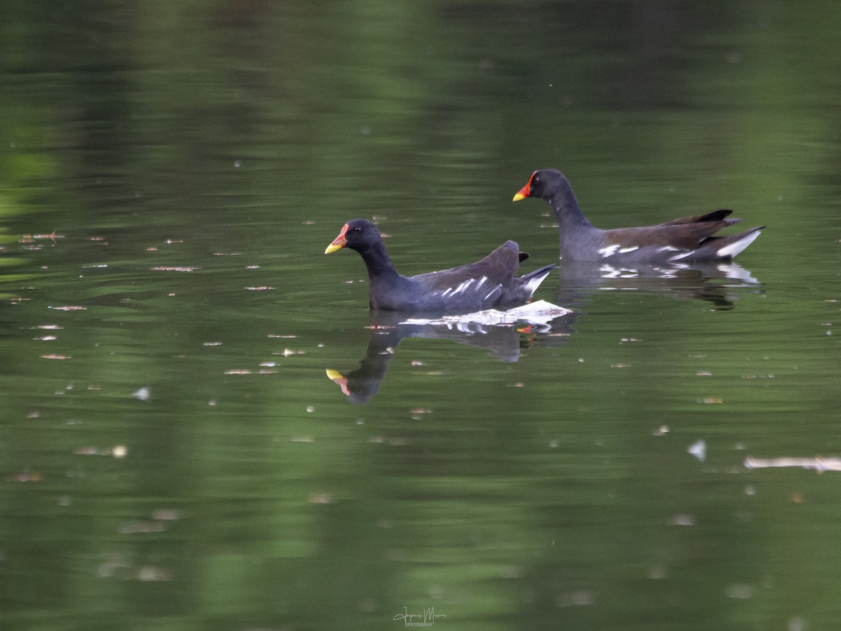 Eurasian Moorhen - ML571165051