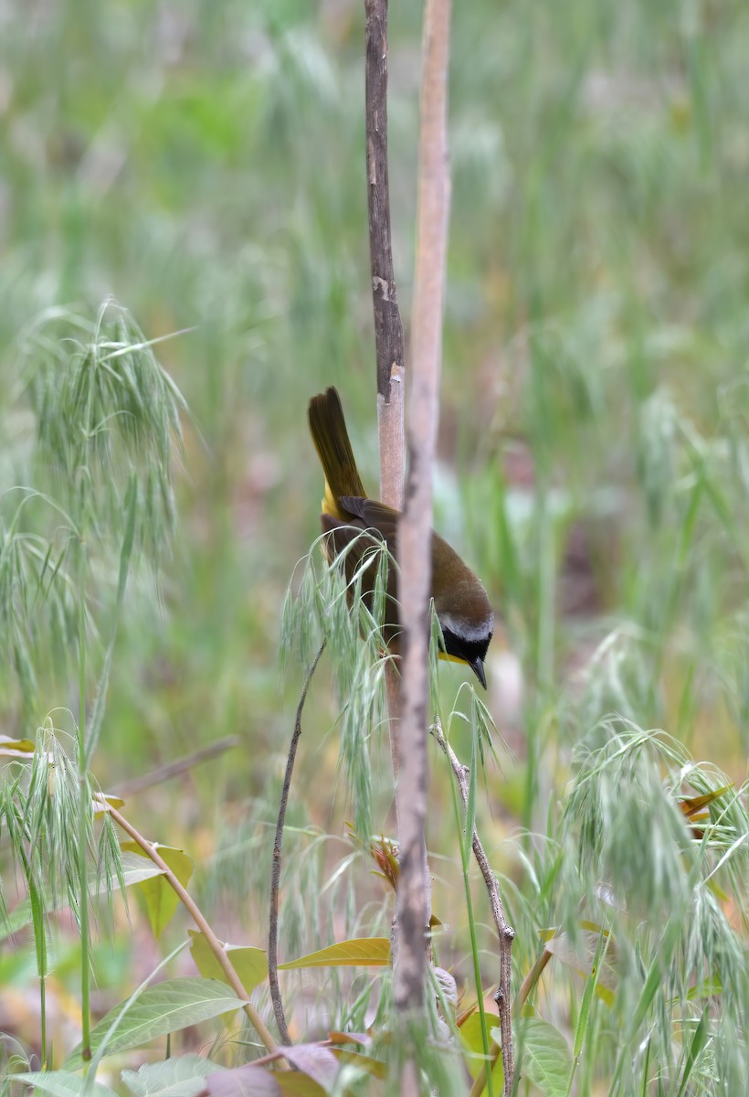 Common Yellowthroat - ML571165501