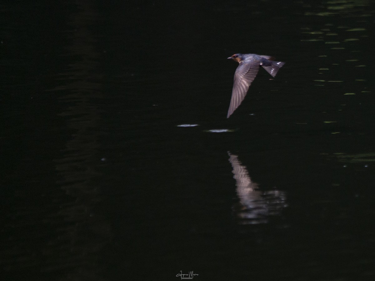 Pacific Swallow - ML571165561