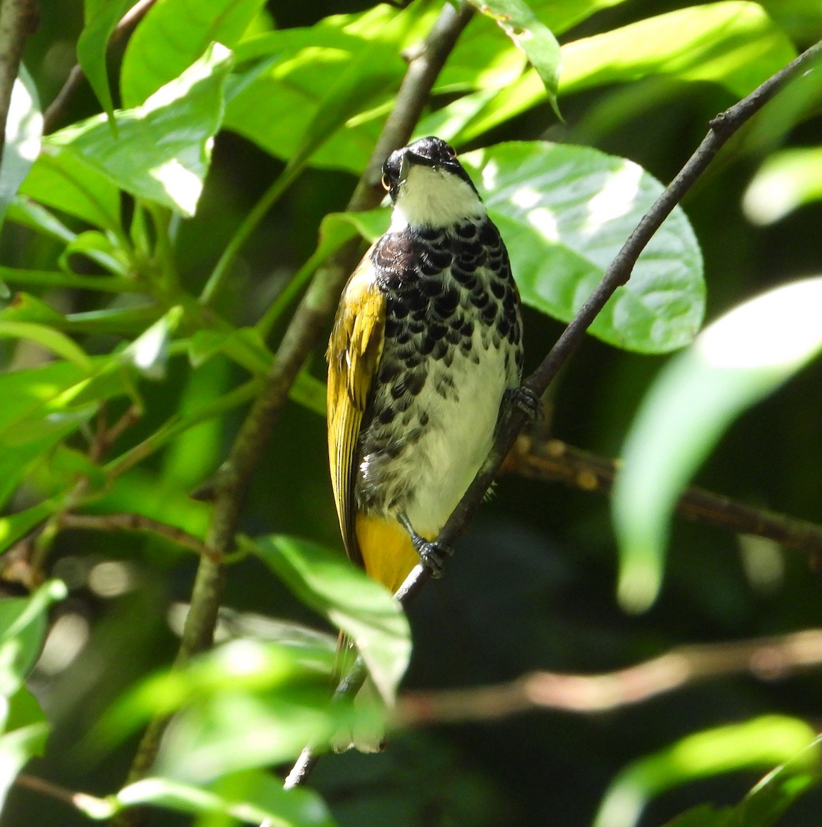 Scaly-breasted Bulbul - Kok Hen Low