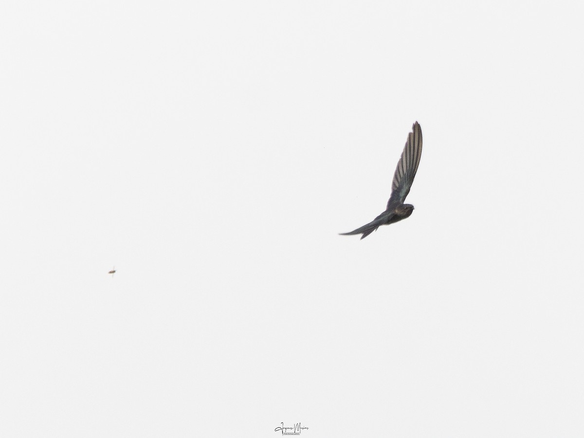 Gray-rumped Swiftlet - ML571165641