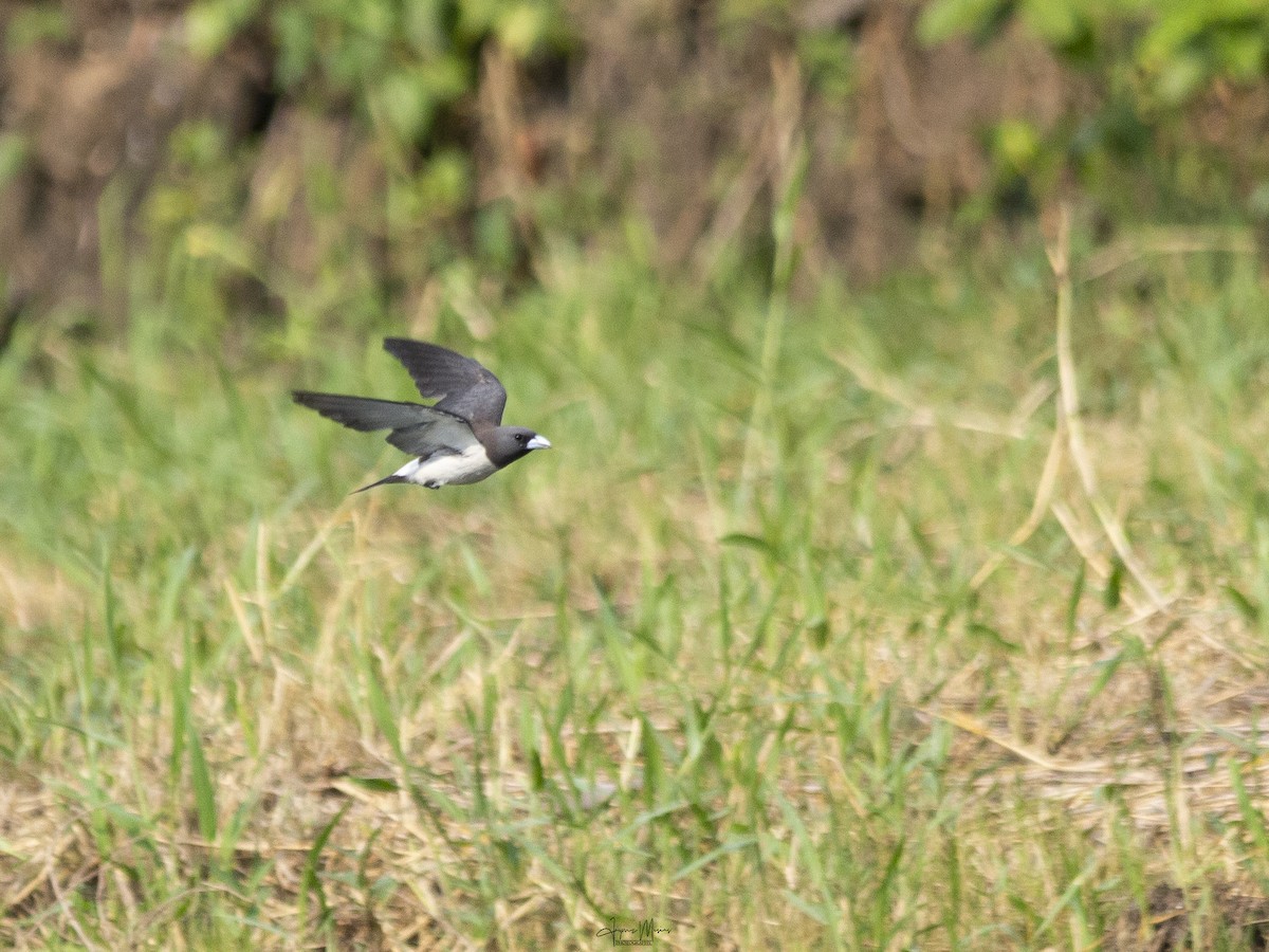 White-breasted Woodswallow - ML571166121