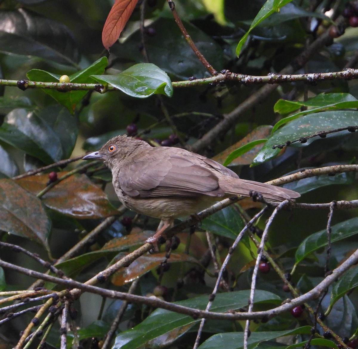 Bulbul Ojirrojo - ML571166241