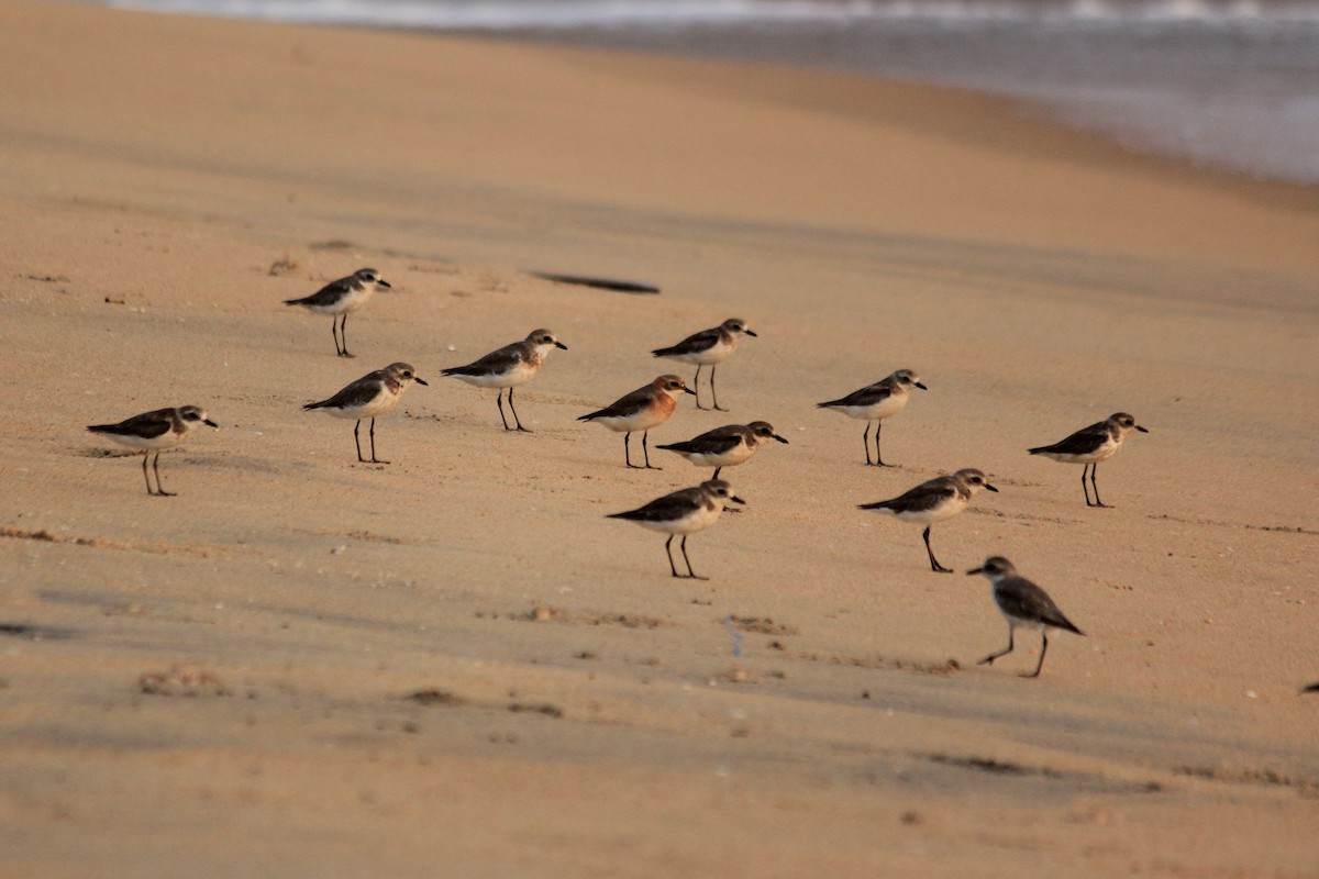 Tibetan Sand-Plover - kuttettan munnar