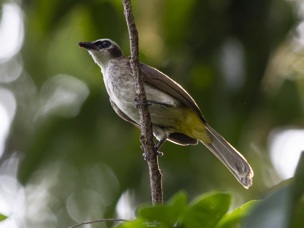 Yellow-vented Bulbul - ML571166391