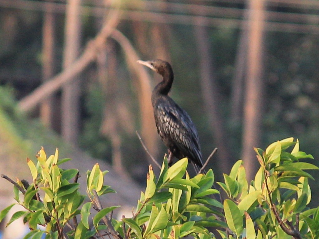 Little Cormorant - kuttettan munnar