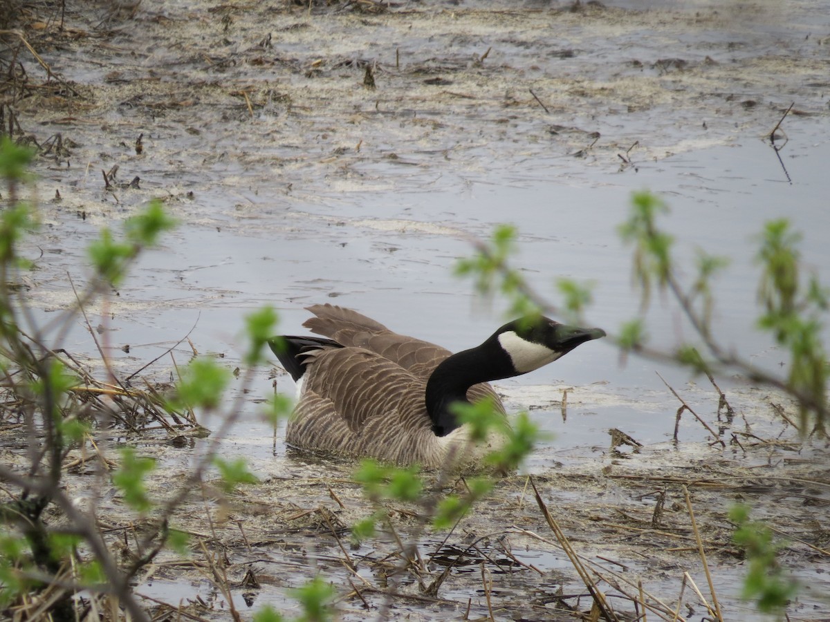 Canada Goose - Garrett MacDonald