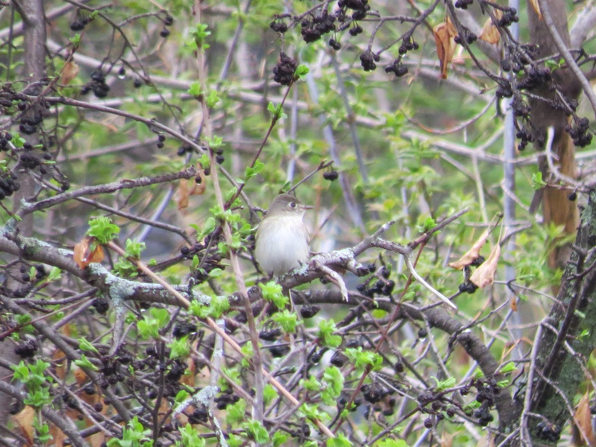 Least Flycatcher - Garrett MacDonald