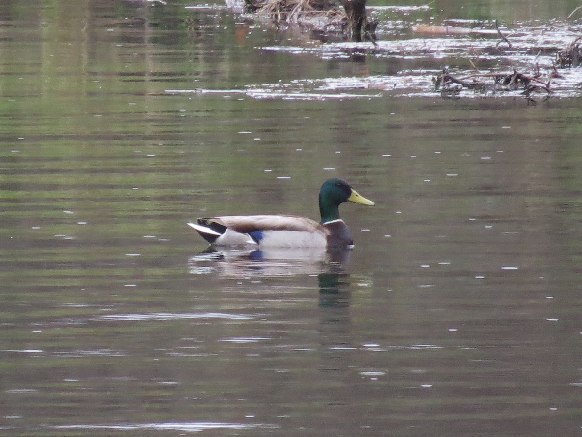 Mallard - Garrett MacDonald