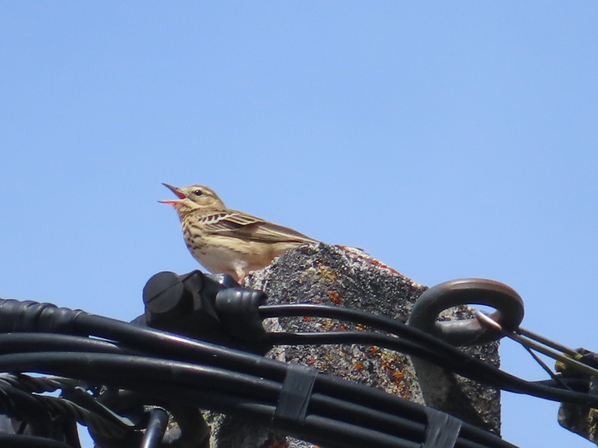 Tree Pipit - ML571168421