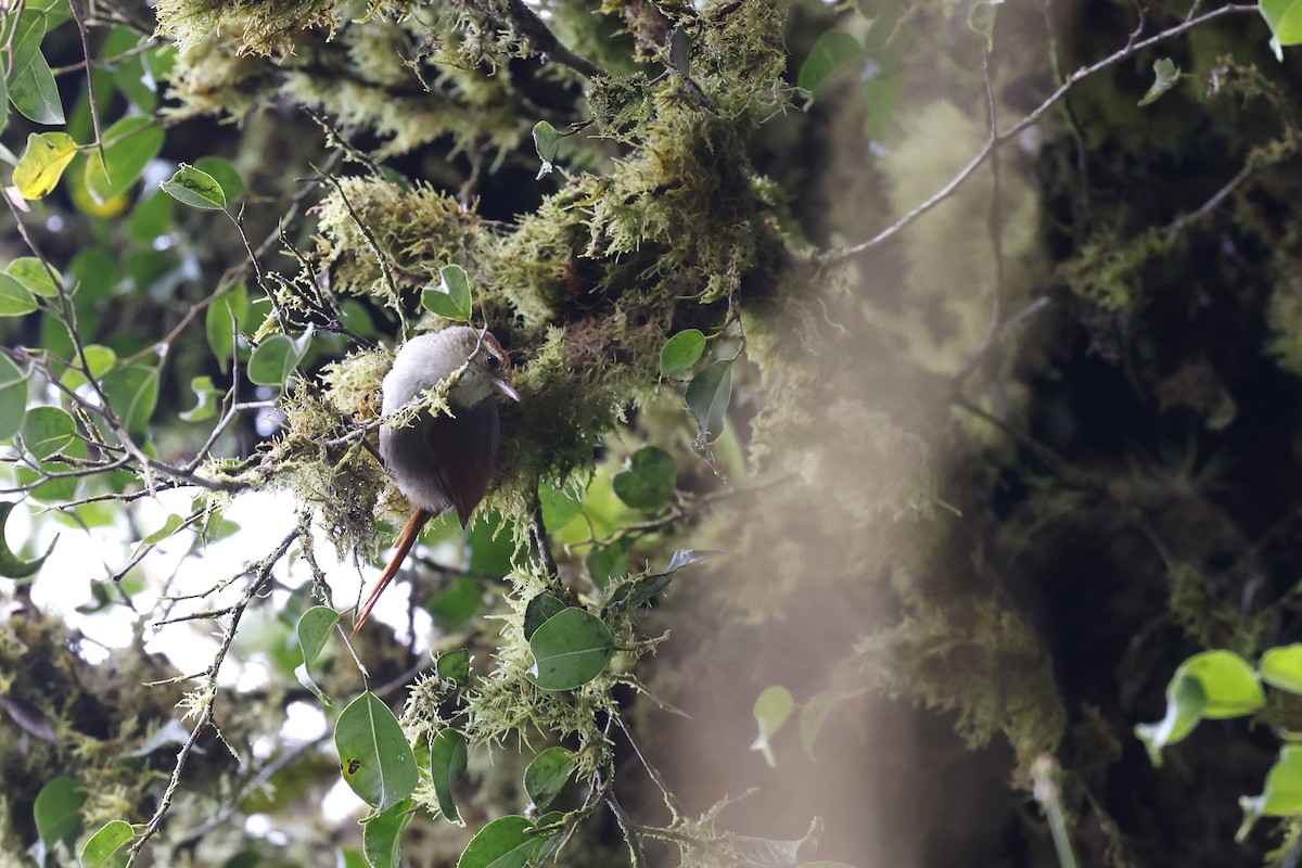 Line-cheeked Spinetail (Line-cheeked) - Daniel Branch