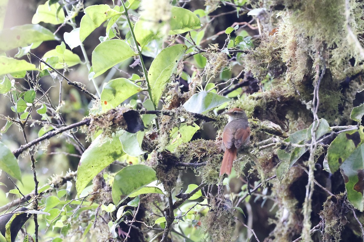 Line-cheeked Spinetail (Line-cheeked) - Daniel Branch