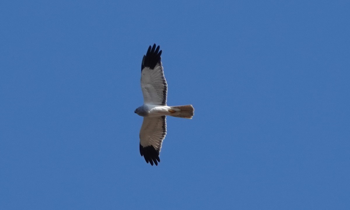 Hen Harrier - ML571169031