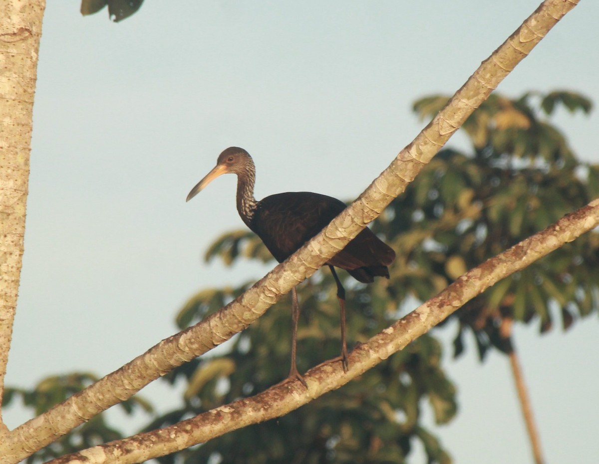 Limpkin - Franziska Riedel