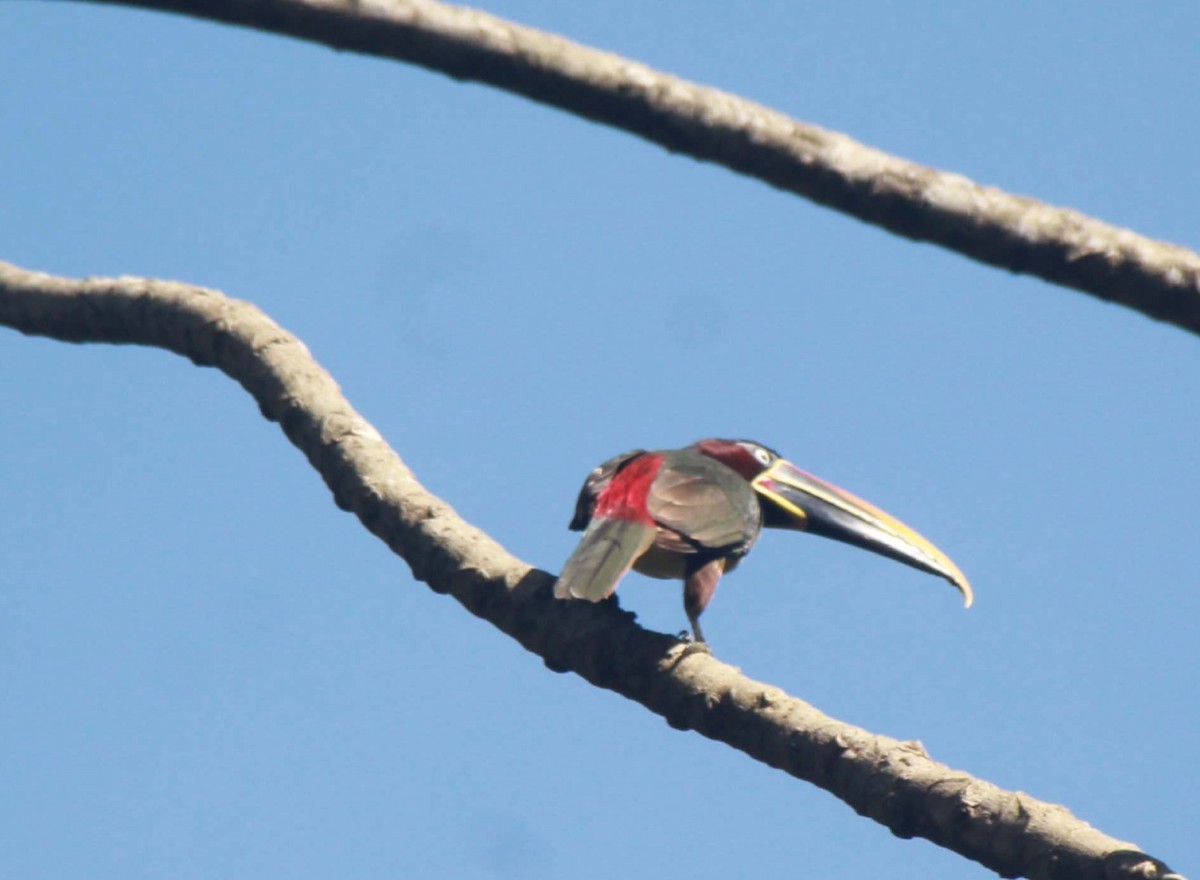 Chestnut-eared Aracari - Franziska Riedel