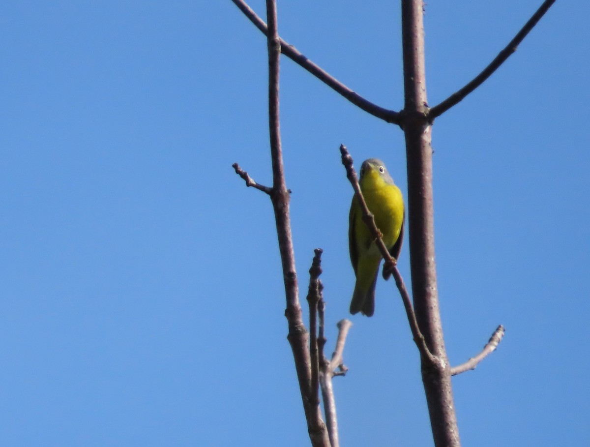 Nashville Warbler - ML571171051