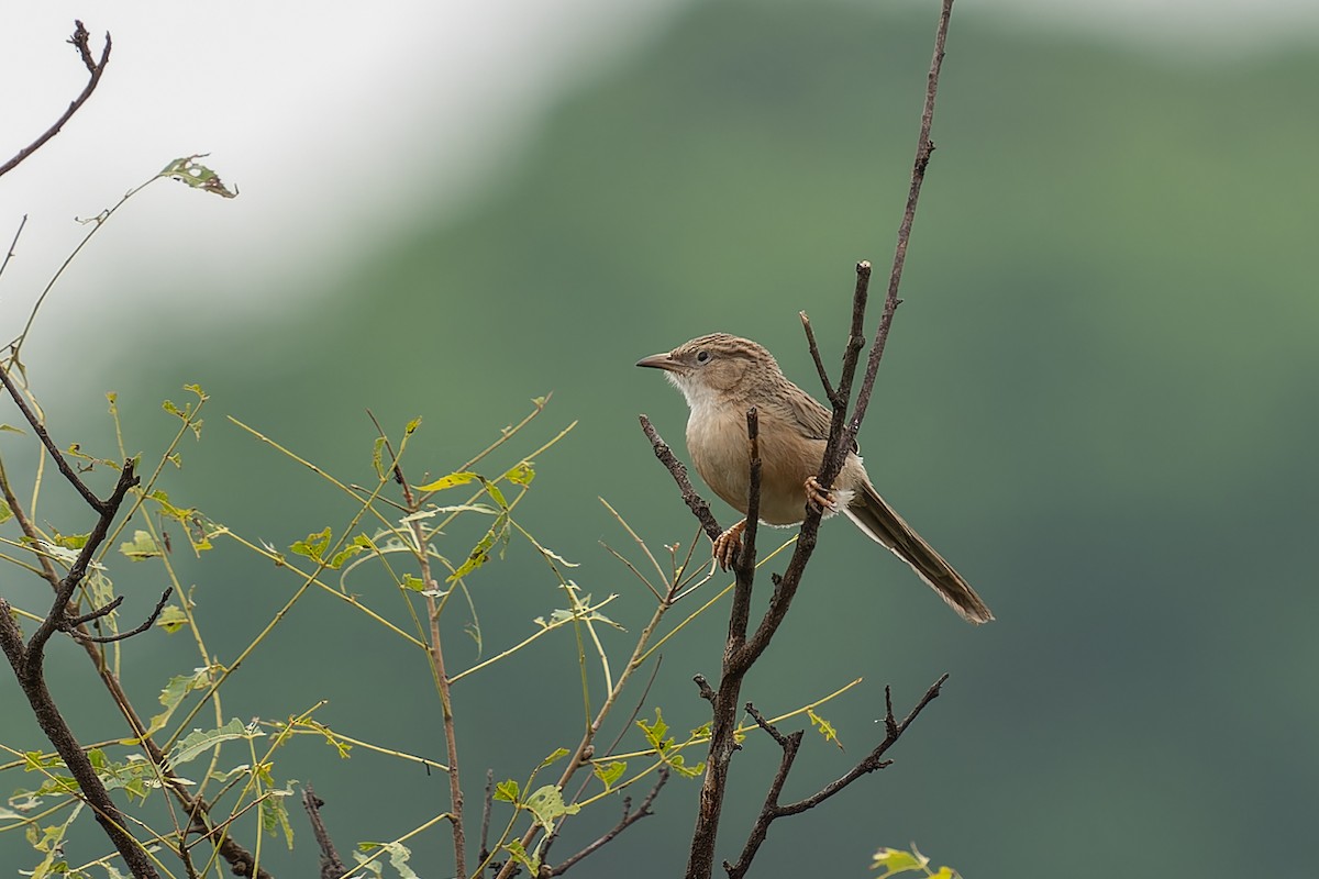 Common Babbler - ML571171211