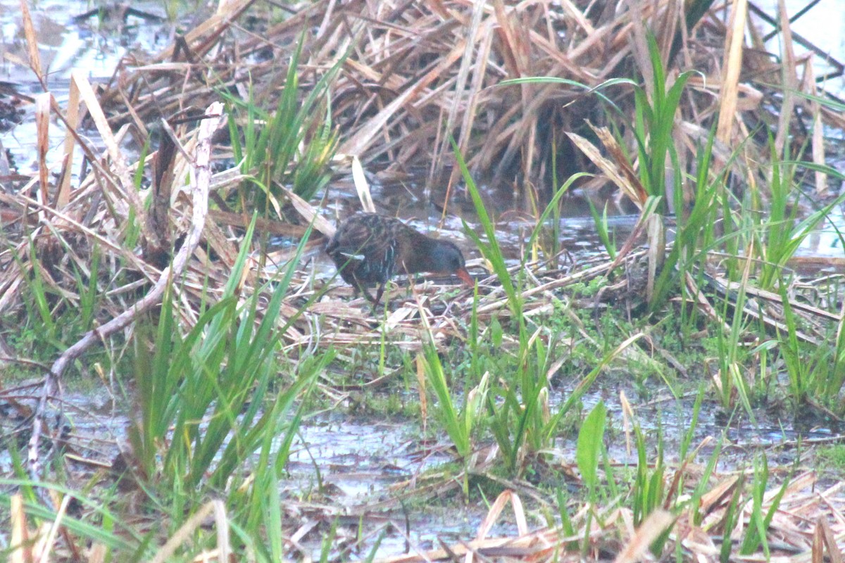 Virginia Rail - Russ Sulich