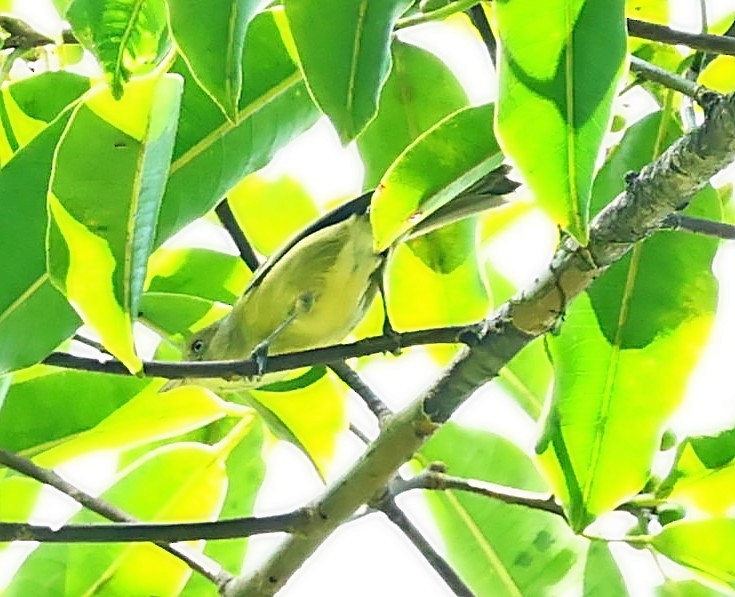 Jamaican Vireo - ML571172311