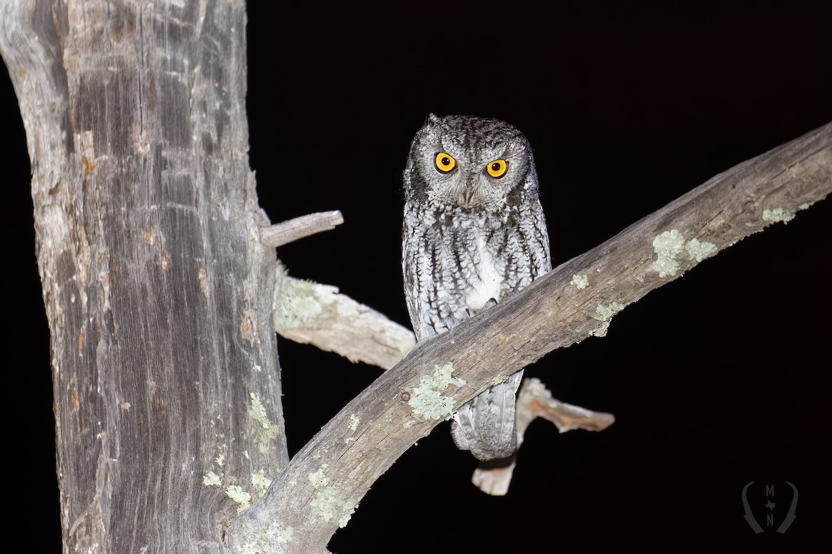 Western Screech-Owl - ML571172371