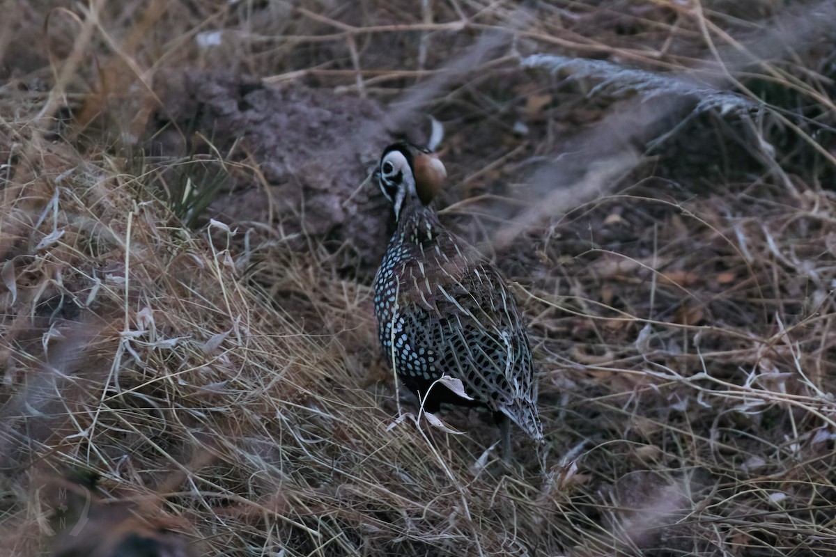 Montezuma Quail - ML571172531
