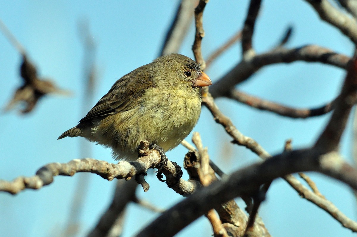 ML571172711 - Small Tree-Finch - Macaulay Library