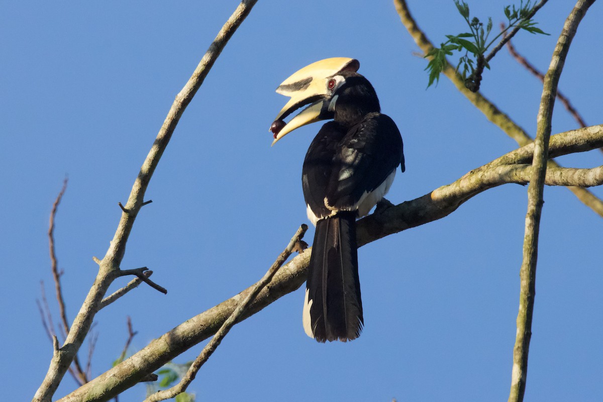 Oriental Pied-Hornbill - ML571172901