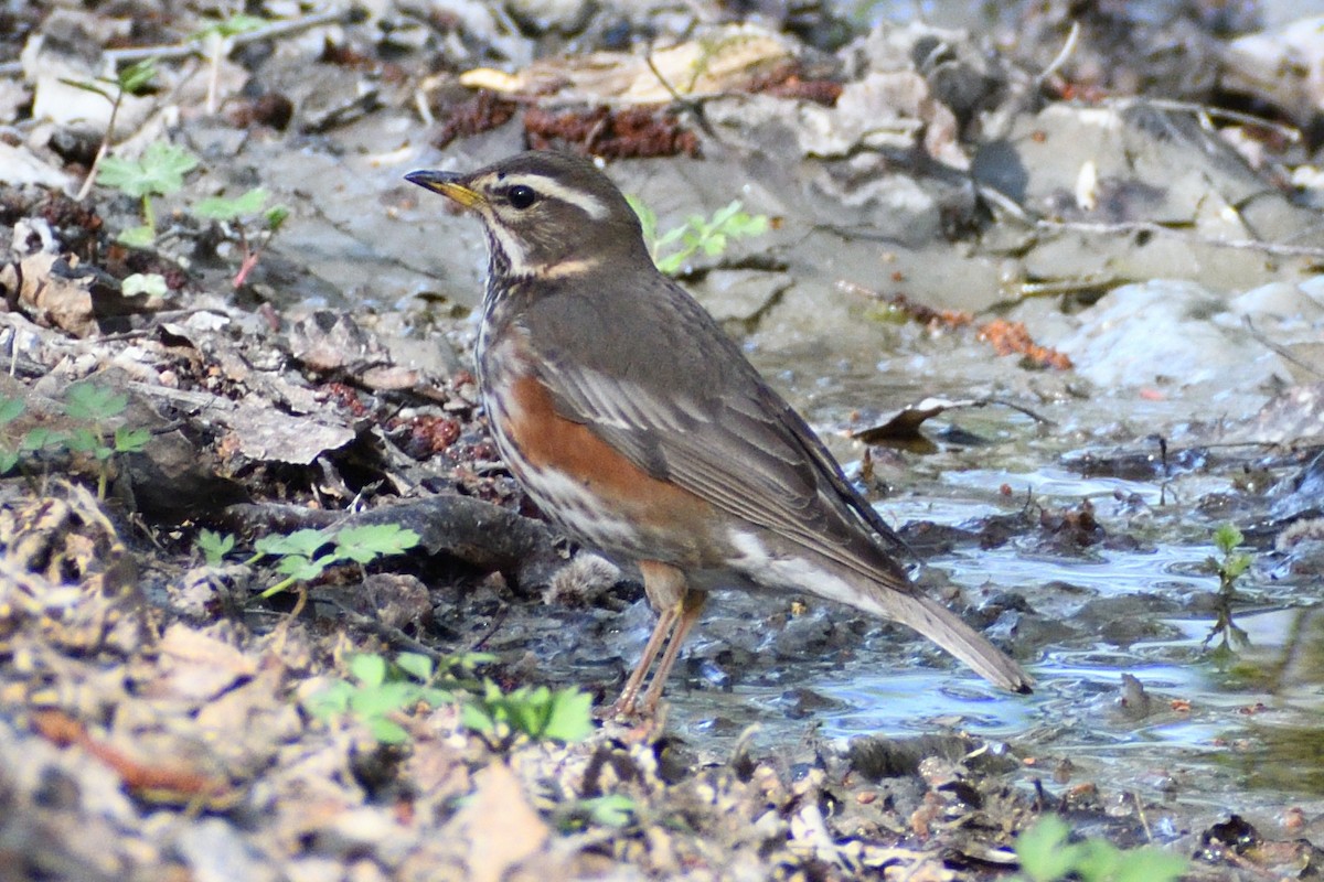 Redwing - Jari Toivanen