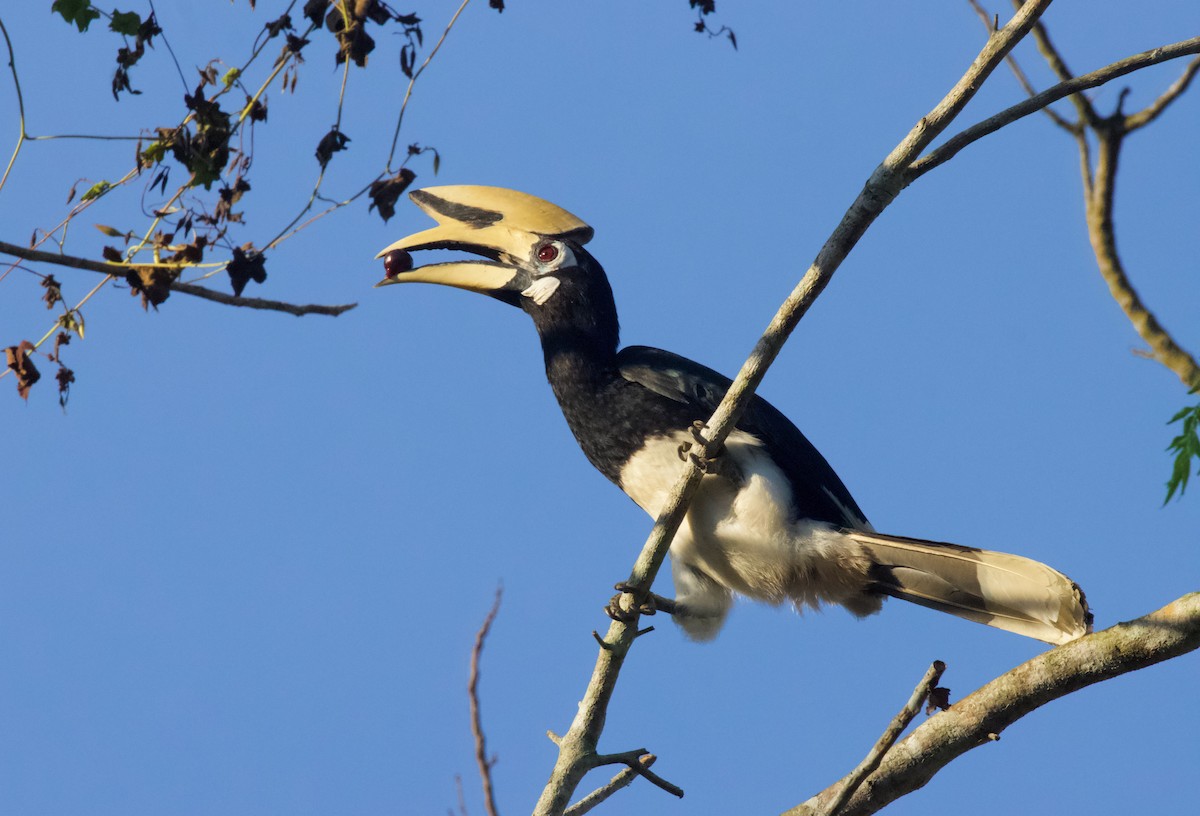 Oriental Pied-Hornbill - ML571173441