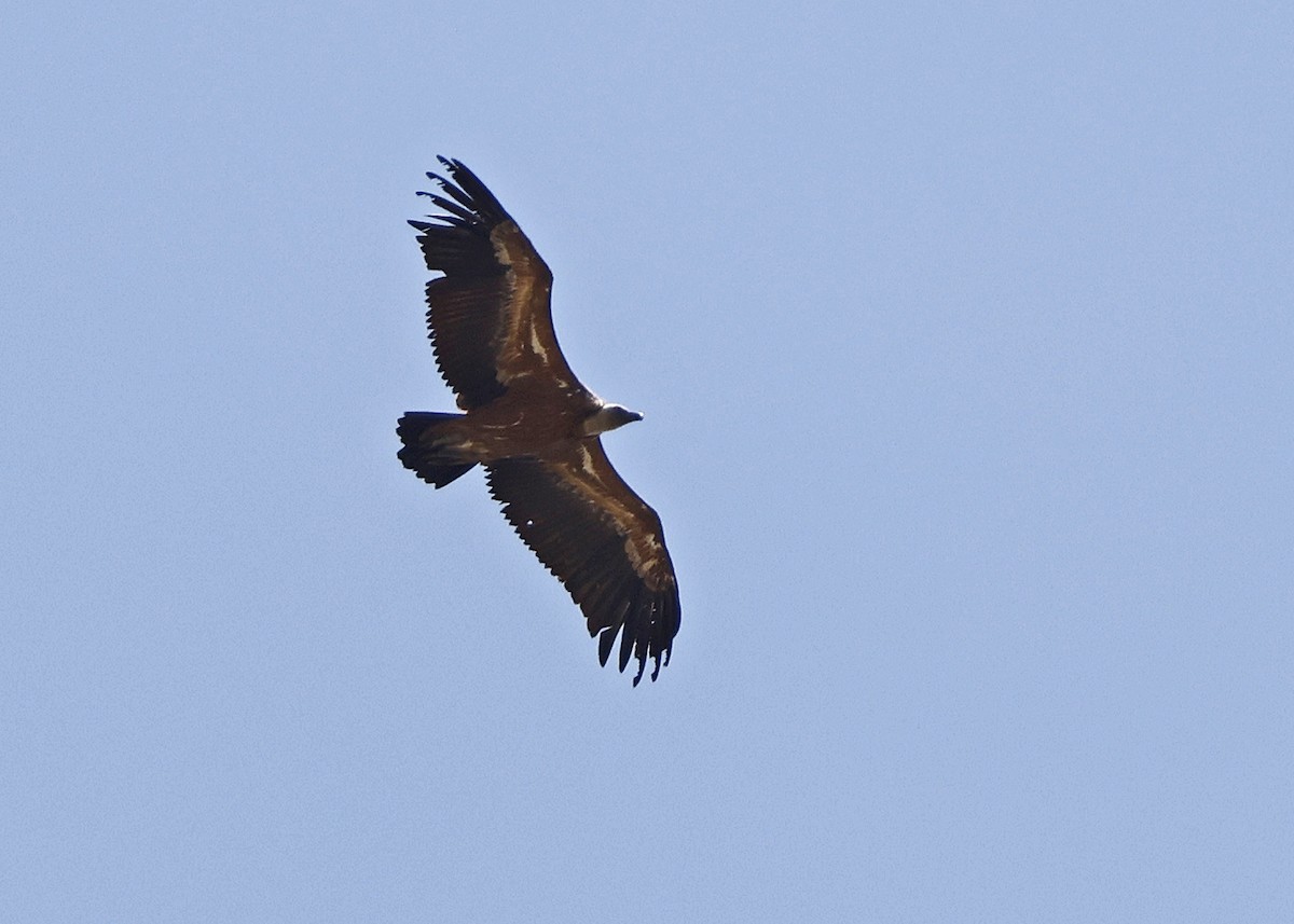 Eurasian Griffon - ML571173731