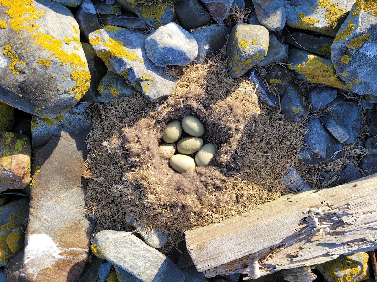 Common Eider - ML571175131