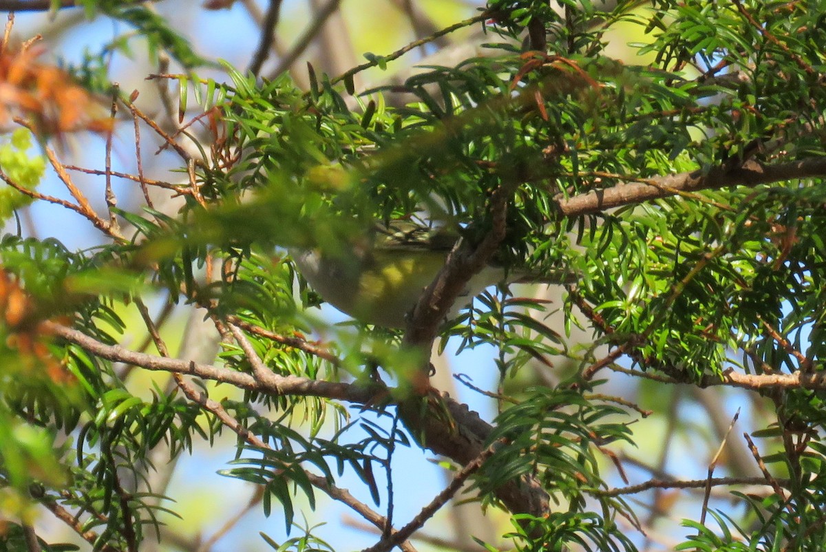 Ak Gözlü Vireo - ML57117541