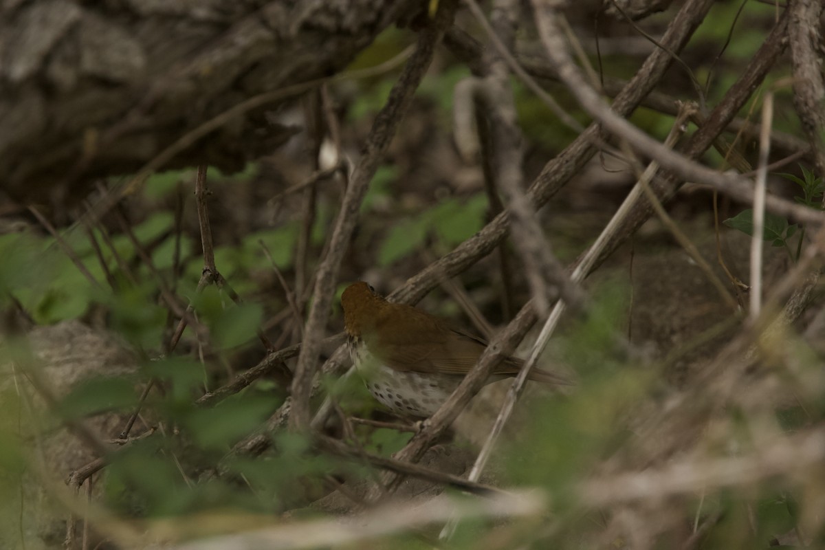 Wood Thrush - ML571176121