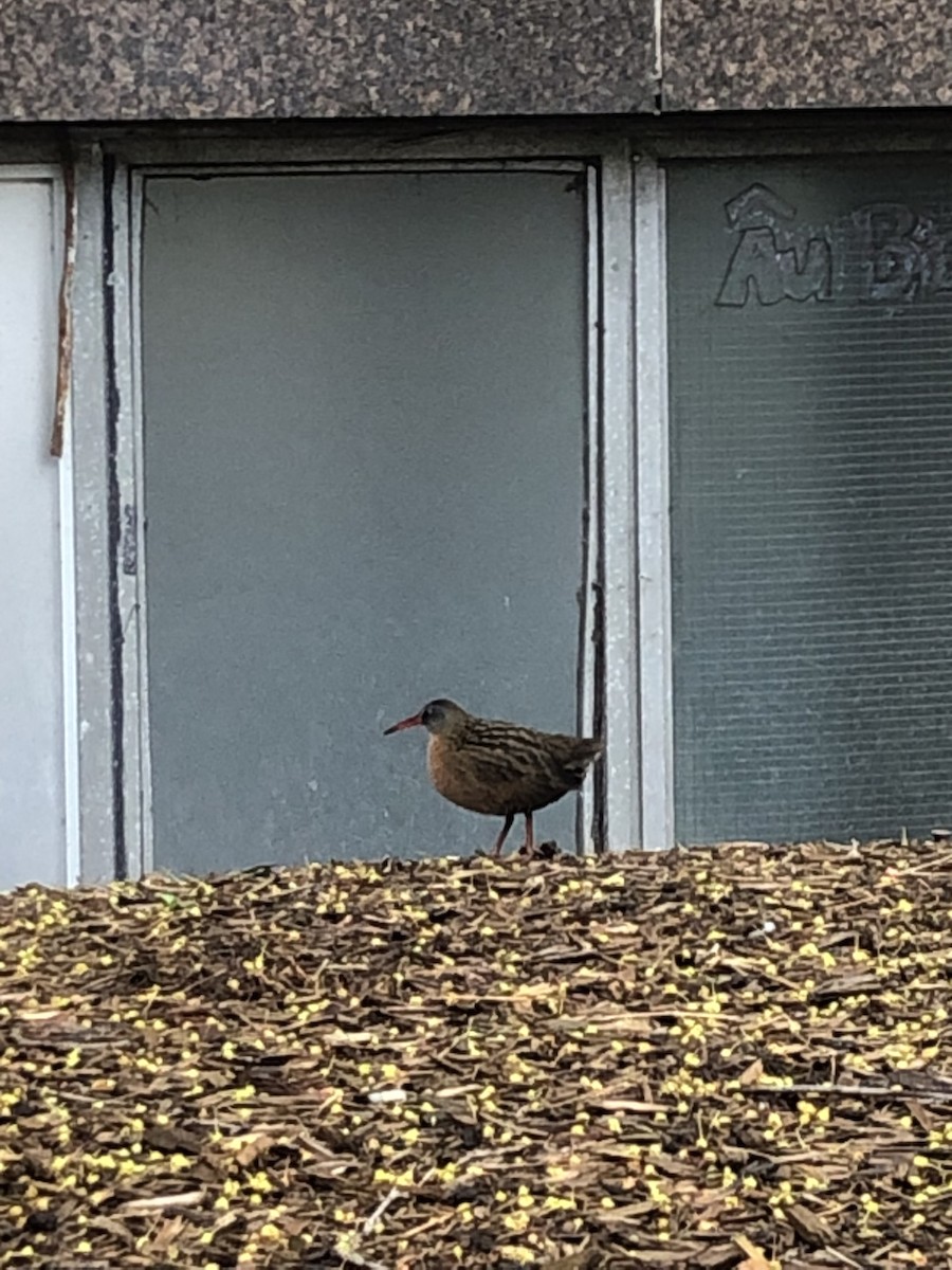 Virginia Rail - ML571176521