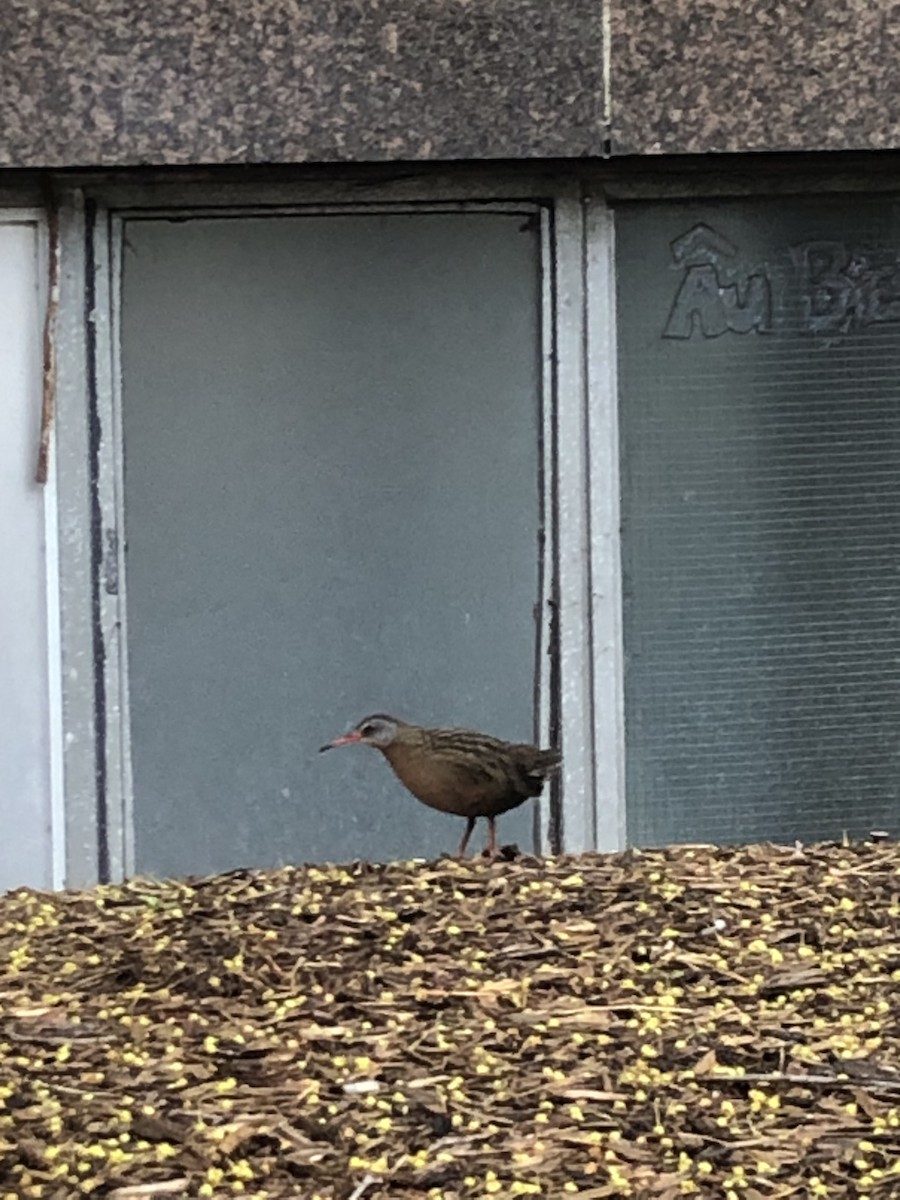 Virginia Rail - ML571176531