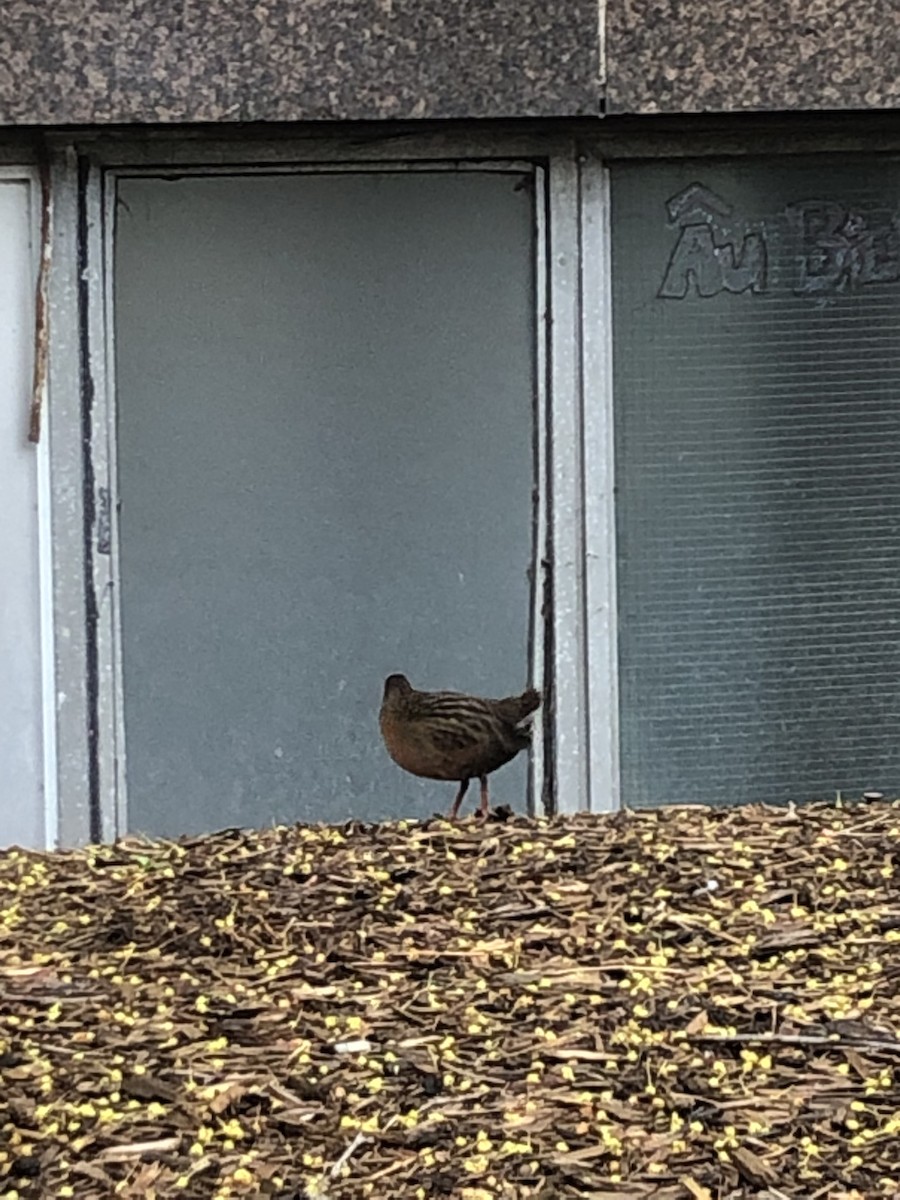 Virginia Rail - Michael Thompson