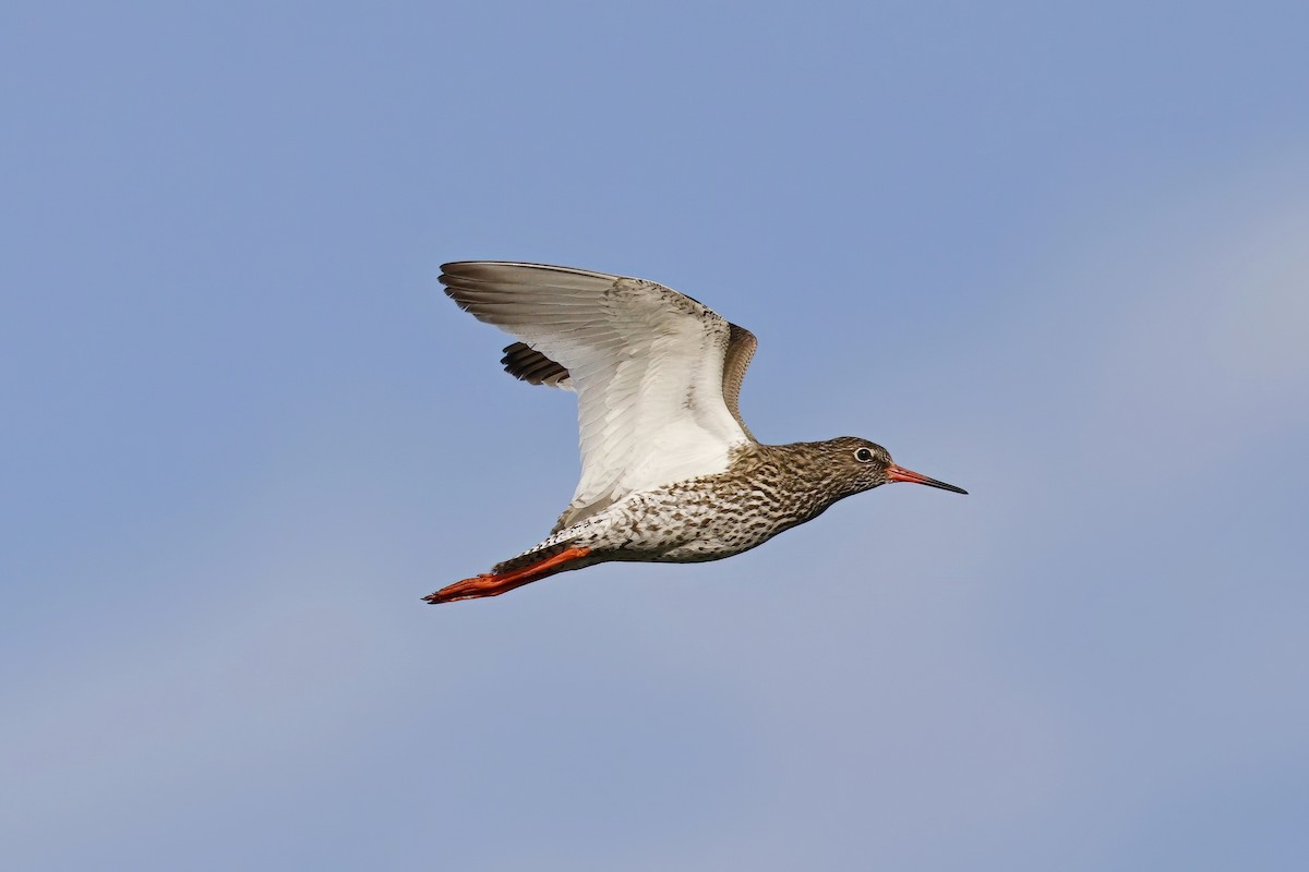 Common Redshank - Marcin Sidelnik