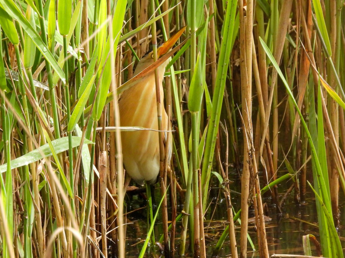 Amiltxori txiki eurasiarra - ML571178681