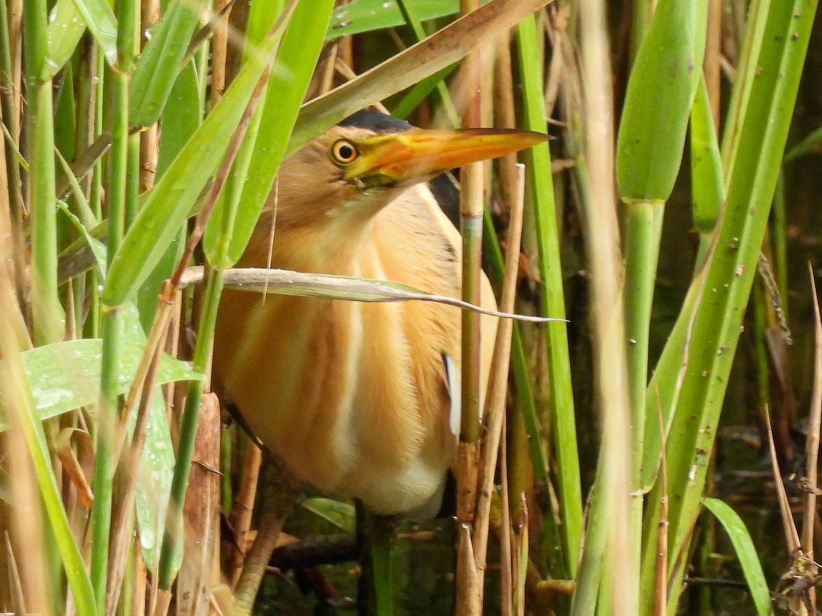 Little Bittern - José Ramón Martínez