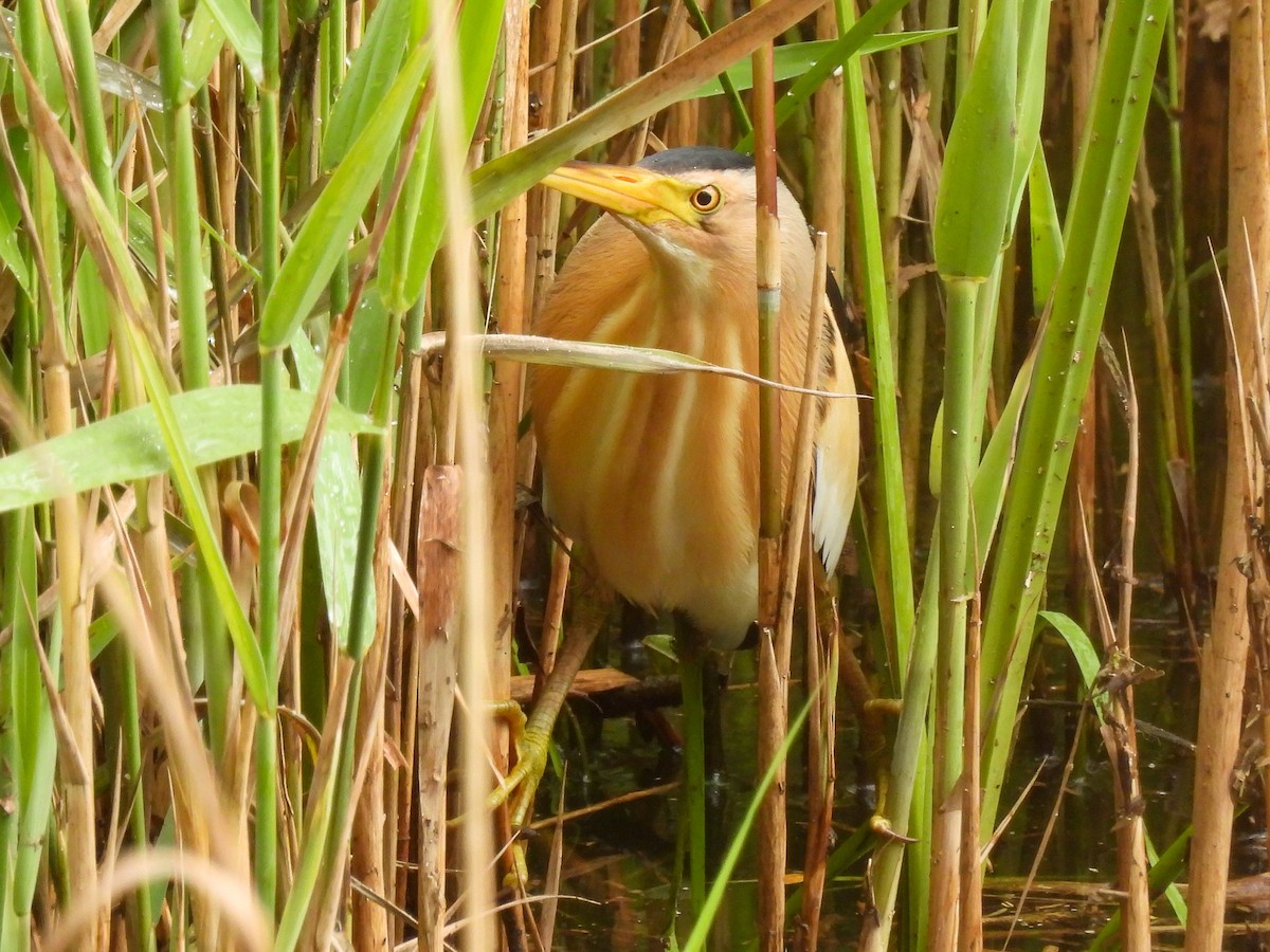 Amiltxori txiki eurasiarra - ML571178711