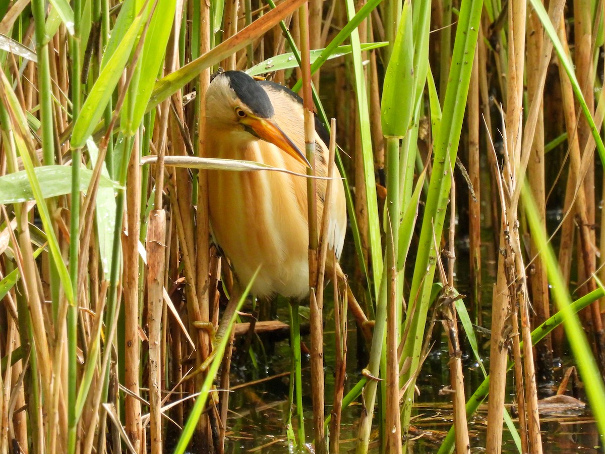 Amiltxori txiki eurasiarra - ML571178721