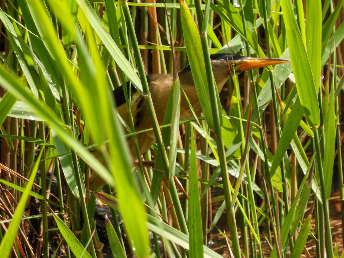 Amiltxori txiki eurasiarra - ML571178761