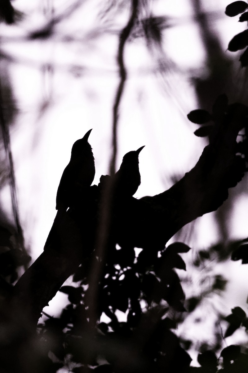 Whooping Motmot (argenticinctus) - Daniel Branch