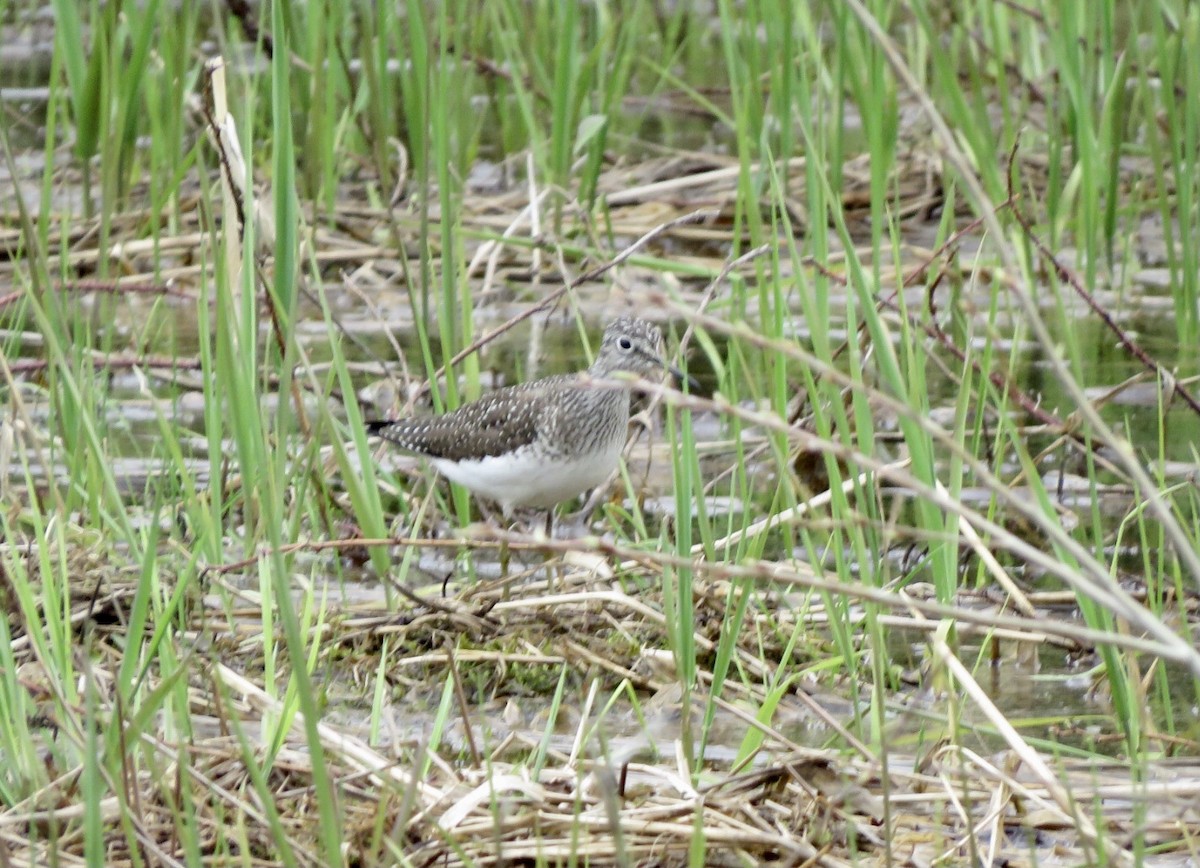 Solitary Sandpiper - ML571178991