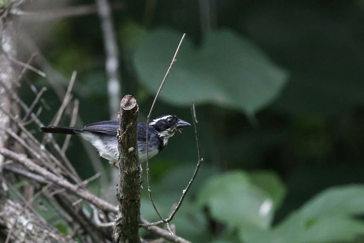 Black-capped Sparrow (Black-capped) - ML571179441